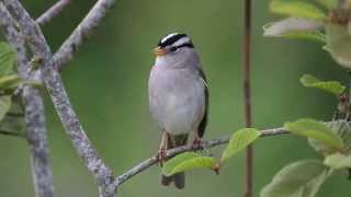 Whitecrowned Sparrow Singing [upl. by Faustine]