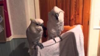 cockatoo loves elvis [upl. by Folly]