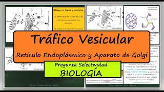 Retículo Endoplásmico Aparato de Golgi y Vesículas Clatrina Pregunta Selectividad Biología [upl. by Aliel]