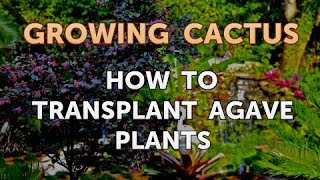 How to Transplant Agave Plants [upl. by Lavine]