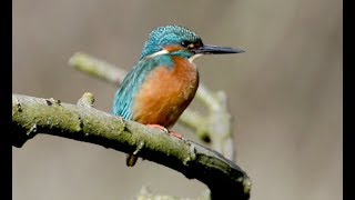 Bienvenue au centre nature BirdLife de La Sauge [upl. by Saunders]