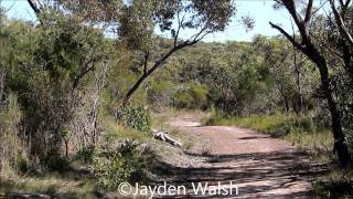 Wildlife of Kuringgai Chase National Park Part 1 [upl. by Ativet]