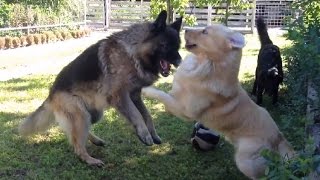 German Shepherd VS Retriever Fight REVENGE HD [upl. by Oigroeg847]