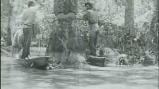 Louisiana Cypress Logging 1920s [upl. by Atterg714]