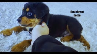 8 week old puppy Rottweilers first days home 02 [upl. by Apicella]