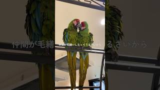 【特大インコ】全長７０ｃｍのインコがいるって知ってた？🦜 コンゴウインコ インコ 癒し かわいい shorts [upl. by Belita235]