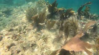 Elkhorn Coral at Pickles Reef [upl. by Mlawsky]