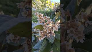 Nespolo giapponese 🌱🌿🍃🍂splendida fioritura autunnale nature flowers fiori garden [upl. by Jessalyn]