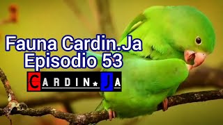 Fauna CardinJa Episodio 53 [upl. by Nomzed]