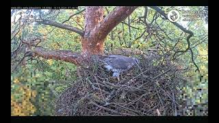 Goshawks RigaBKUS ☆ Besuche 15 Oktober 2024 [upl. by Kerwinn873]