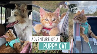 Adventure of a Puppy Cat [upl. by Angelico]