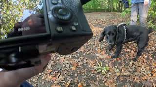 Alfie the spaniel [upl. by Falo]