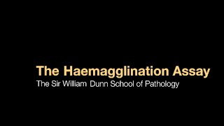 The Haemagglutination assay [upl. by Hakilam818]