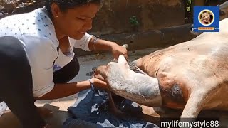 Helping in Calving I A vital moment for farmer I Calving I Cow giving birth to lovely Female calf [upl. by Mell239]