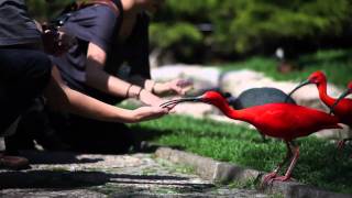 Weltvogelpark Walsrode  Das Erlebnisparadies [upl. by Maynard]