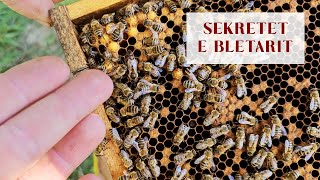 Sekretet e Bletarit  The Secrets of beekeepers [upl. by Salmon]