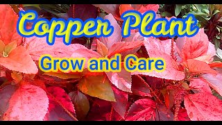 Acalypha wilkesianaCopper Plant How to grow care and propagate [upl. by Dustin]