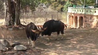 HUGE STRONG GAURS FIGHTING IN MYSORE ZOO HD [upl. by Jereld]