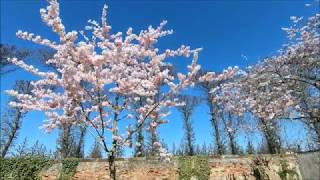 Die Kirschblüte im Schlossgarten Schwetzingen 2018 [upl. by Anbul]