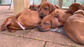 Rhodesian Ridgeback Welpen 44 Tag [upl. by Christen]