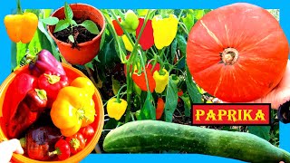 Paprika anbauen wie ein Profi 🌱🌶 Paprika vorziehen Paprika pflegen und Paprika pflanzen 🌸 Biogarten [upl. by Letnwahs856]