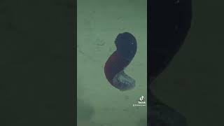 Watch to see a sea cucumber swim 👀⁠⁠ seacucumber monterey ocean deepsea sealife fyp fypage [upl. by Ewan865]