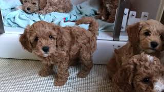 Cavapoochon babies 7 weeks old [upl. by Ahsitauq]