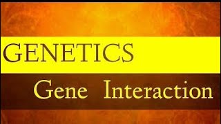 Gene Interactions Allelic and Nonallelic [upl. by Coffey851]