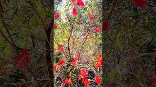 Beautiful Bottlebrush blooming in spring shortsvediosgarden flowerssydney [upl. by Wittenburg]