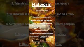 learn with me flatwormphylum platyhelminthesshortsytshorts [upl. by Ahsiekram]