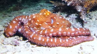 Starry Night Octopus  Callistoctopus luteus [upl. by Lyndsey]