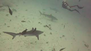 Tiger Shark  Hulhumale Maldives [upl. by Liva]