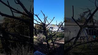 Apricot tree pruned back hoping for a good crop [upl. by Folsom86]