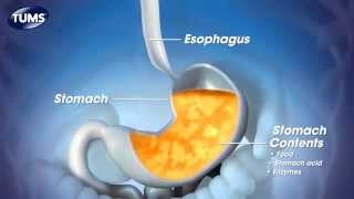 The Science Behind TUMS [upl. by Anatole]