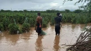 SEVERAL HOUSES IN GWASSI EAST SUBA RISK CRUMBLING FROM GROUNDWATER FLOODING  WATER SEEPS THROUGH [upl. by Adnoma]