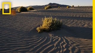 The Weed That Won the West  National Geographic [upl. by Atonsah384]