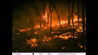 Ltl Acorn captures the South Australian Bushfires [upl. by Elokkin49]