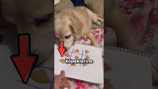 Köpeklerine oyun oynatan kız [upl. by Acinok70]