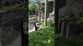 Gibbons being playful Indianapolis Zoo [upl. by Akieluz]