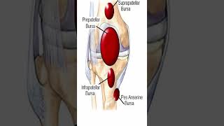 Pes Anserine Bursitis Shorts [upl. by Anikal]