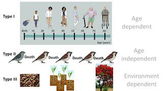 Survivorship curve  CSIR  Episode 1 [upl. by Airdnaxila]