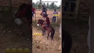 horse stallion horselover horseriding ghoda ghodiyan tranding funny trending viralvideo [upl. by Itra]