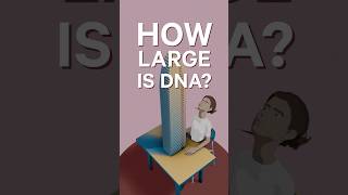 Incredible Size of Human DNA human dna animation scienceanimation genetic biology educational [upl. by Adniles]