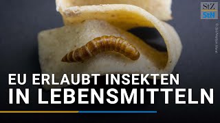 Insekten in Lebensmitteln Neue EURegel erlaubt Insektenpulver im Essen [upl. by Viguerie]