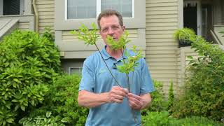 How to Prune Azaleas [upl. by Nylkoorb579]