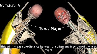 The Teres Major Muscle  Origin Insertion and Actions muscle anatomy GymGuruTV [upl. by Ajoop77]