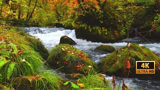 4K Relaxing River  Ultra HD Nature Video  Water Stream amp Birdsong Sounds  SleepStudyMeditate [upl. by Nivat]