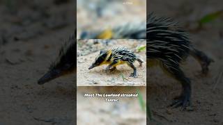 Lowland Streaked Tenrec  An Unusual and Adorable Inhabitant of Madagascar [upl. by Manville]