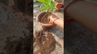 plants repotting tipsyoutubeshorts repottingplants gardening [upl. by Hgiellek]