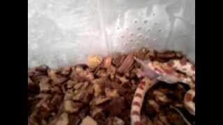 I miei serpenti del grano corn snake fanno la pappa [upl. by Alica]